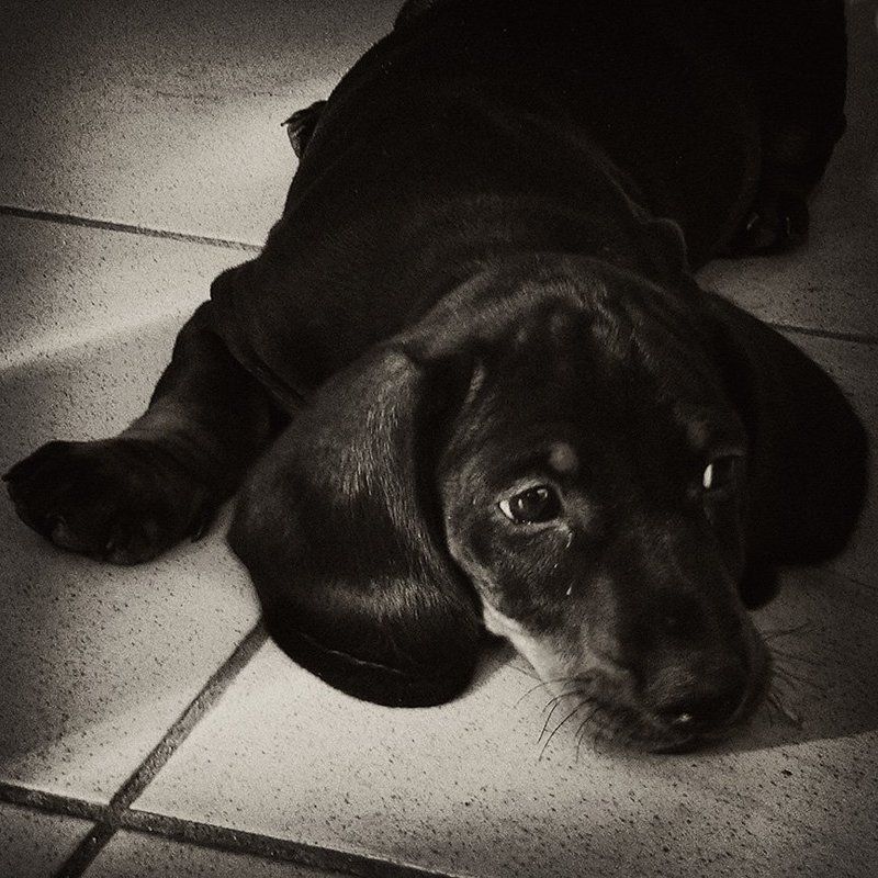 щенок, собака, такса Федькино детствоphoto preview