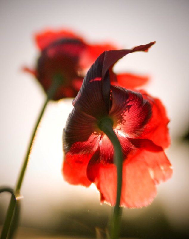 маки, красный, лето, цветы photo preview