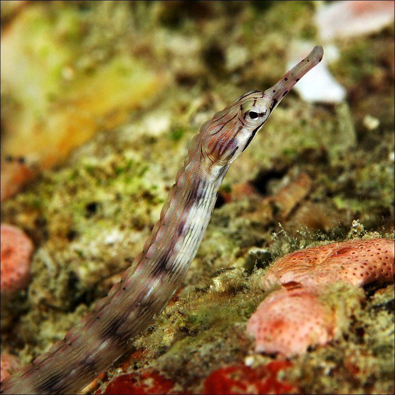 underwater, coral, needle fish, sipadan photo preview