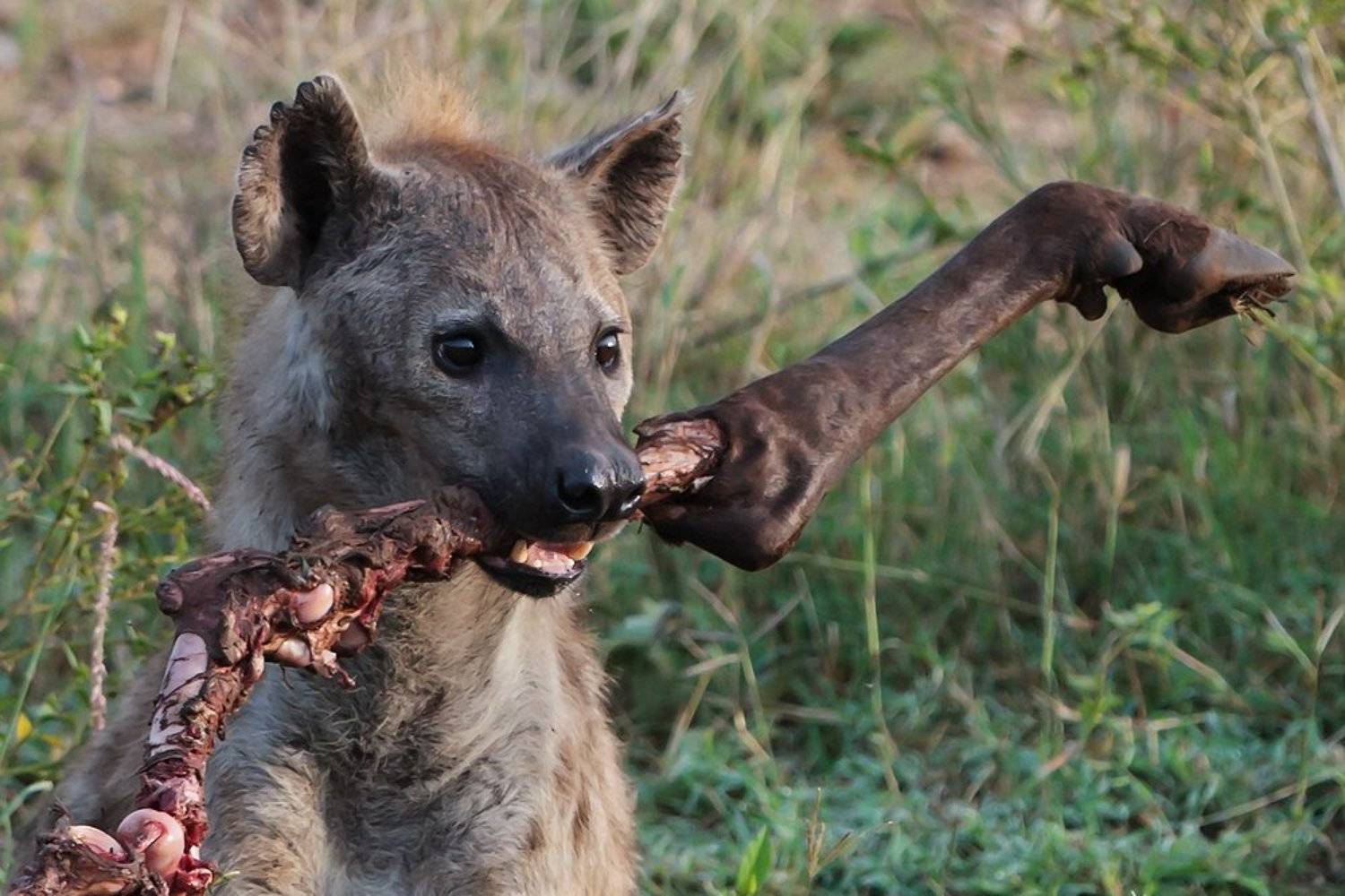 Собачья радость.. Автор: Роман Мурушкин гиена, серенгети, танзания, африка, Роман Мурушкин