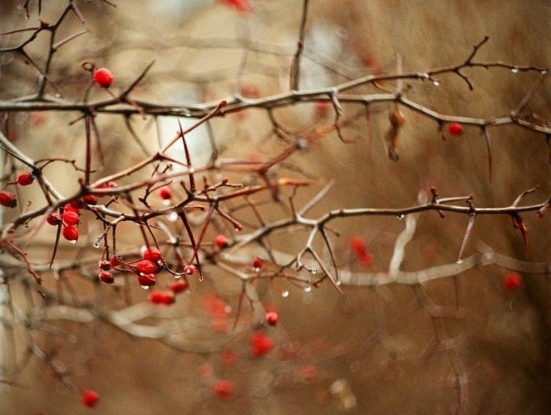 красный, осень, капли photo preview