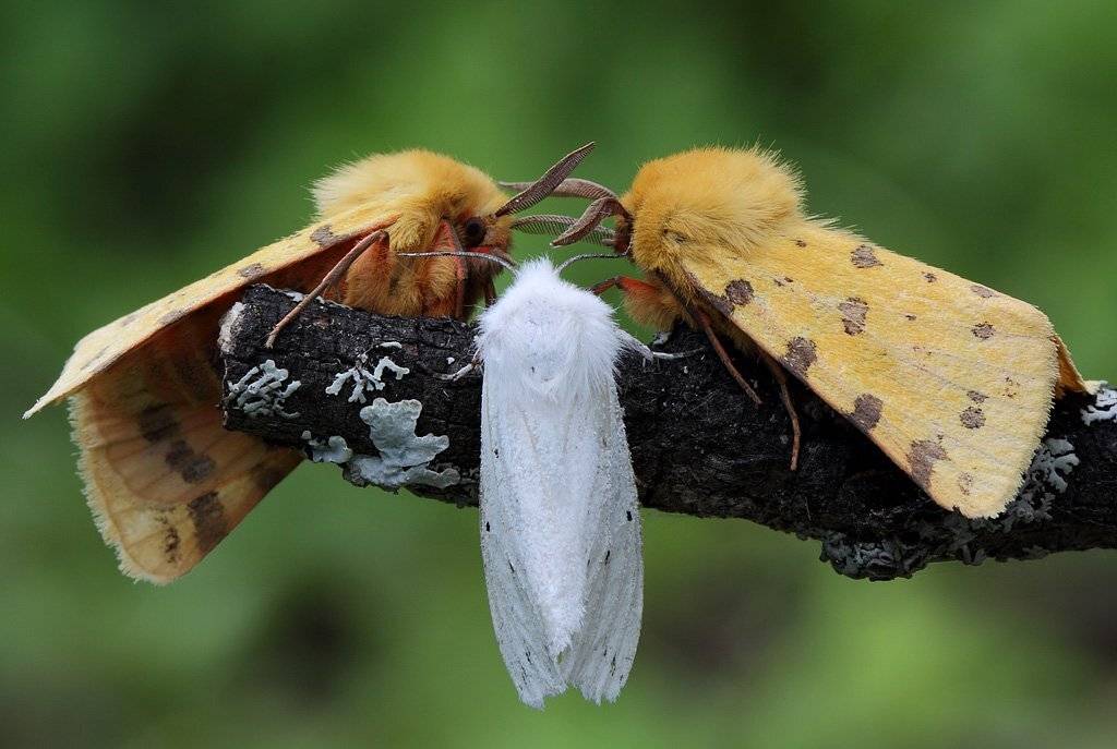 На троих. Автор: Сергей Таланов , Сергей Таланов