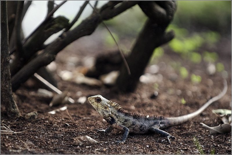 Драконы острова Вихамана Фуши (Vihamanaa Fushi)photo preview