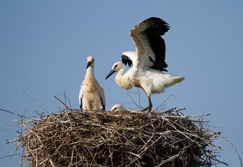 птицы, птица, аисты, аист из жизни одной семьиphoto preview