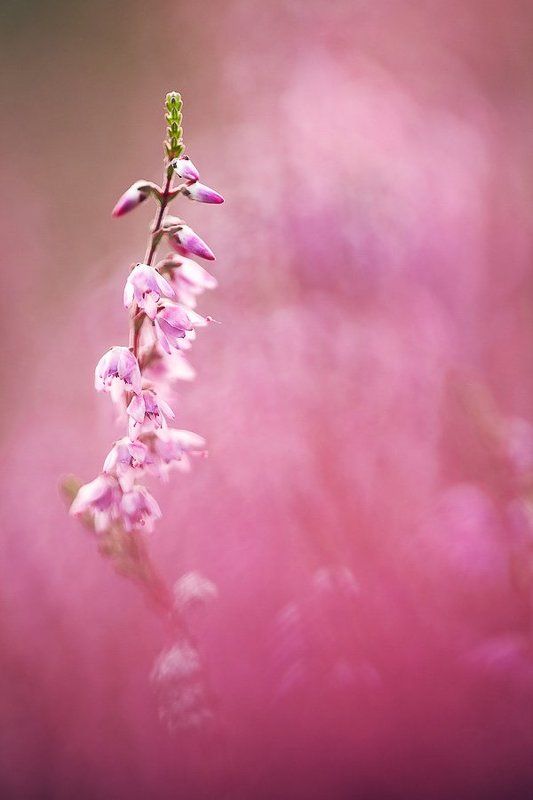 вереск, вечер, палитра photo preview