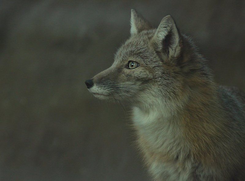 в мире животныхphoto preview