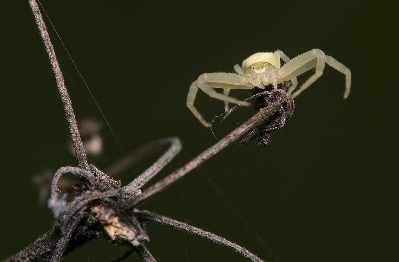 паук, маленький, трава, лето, бокоход  фото превью
