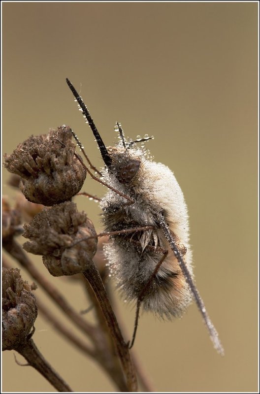 ежемуха photo preview
