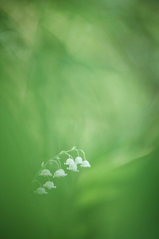 ландыши photo preview