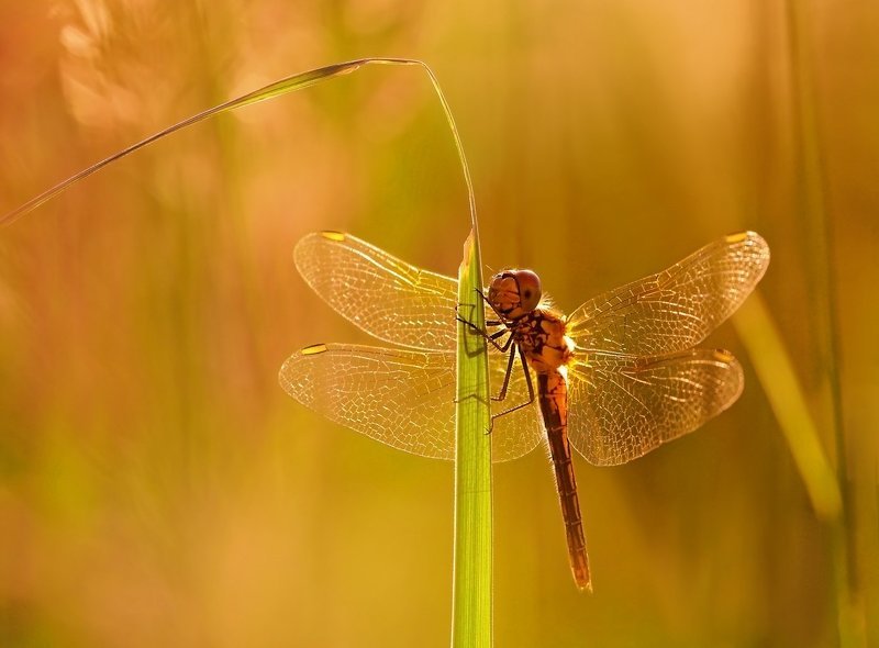 лето, вечер, закат, стрекоза photo preview