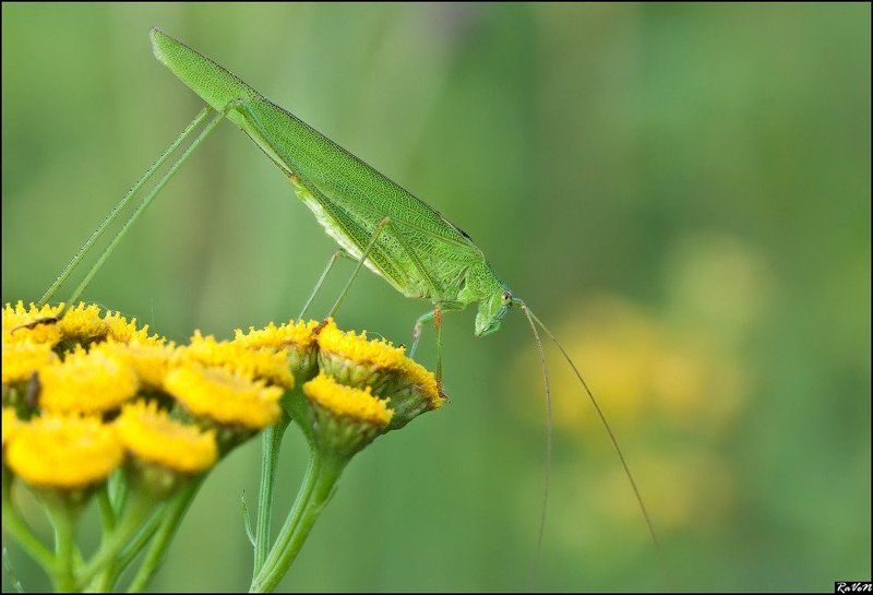 природа, макро photo preview