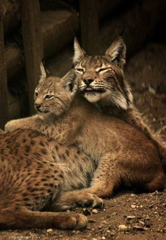 рысь Про рысенкаphoto preview