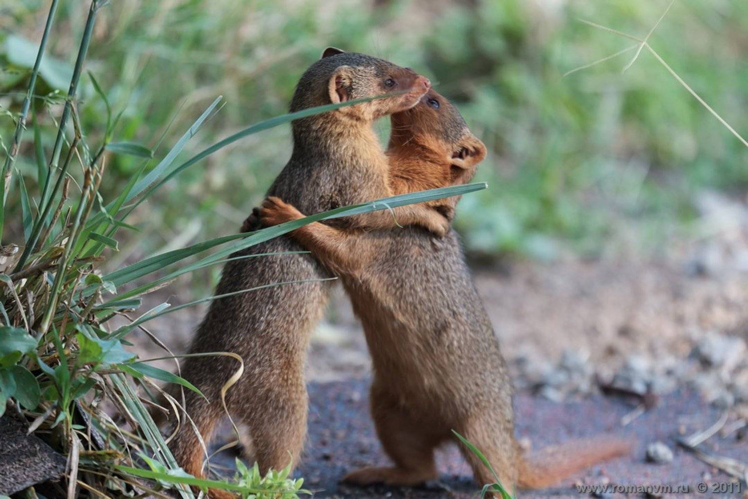 Долгожданная встреча.. Автор: Роман Мурушкин африка, танзания, серенгети, мангуст, Роман Мурушкин