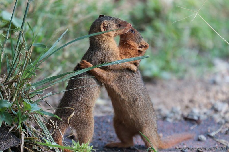африка, танзания, серенгети, мангуст Долгожданная встреча. фото превью