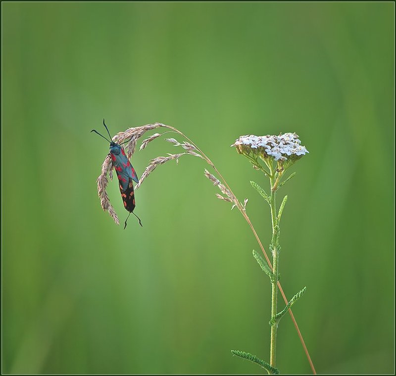 макро, природа, бабочки,  photo preview