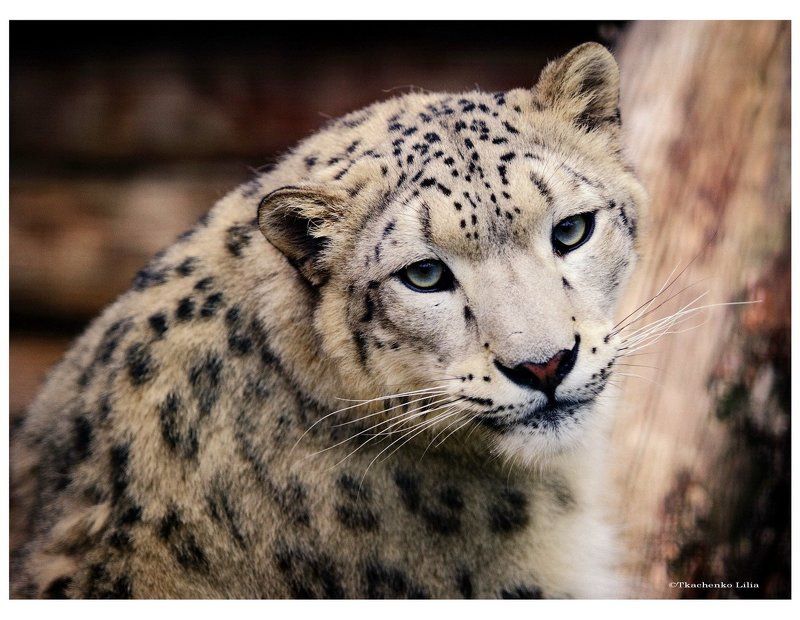 Ирбисphoto preview