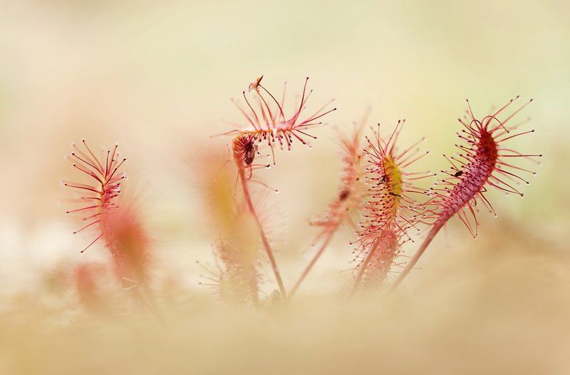 макропейзаж, росянка photo preview