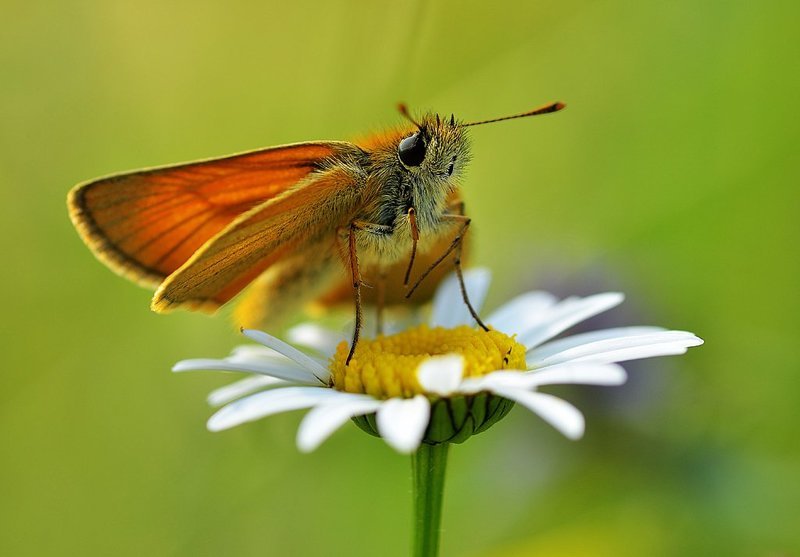 толстоголовка photo preview