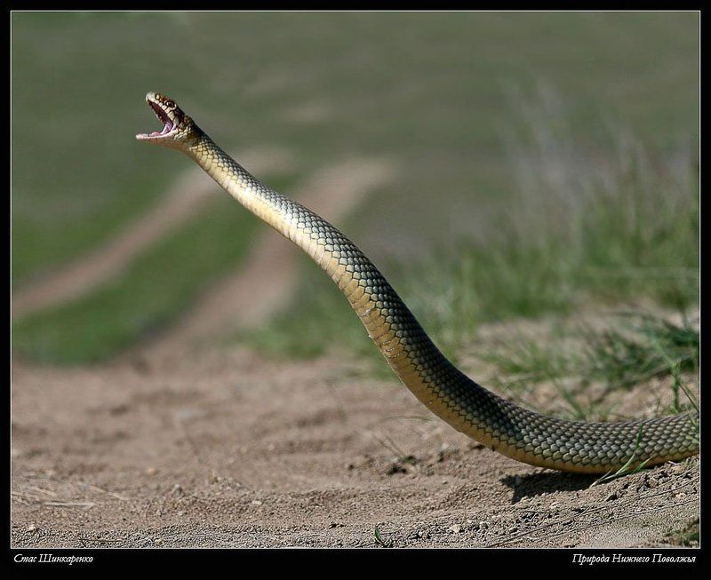 Природа Нижнего Поволжьяphoto preview