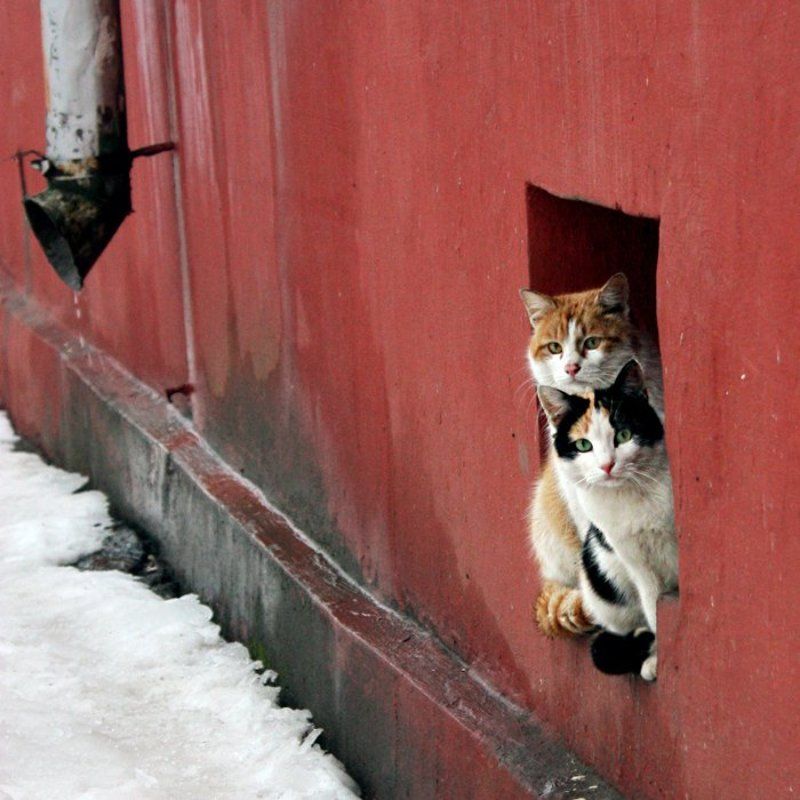 кот, подвал, окно photo preview