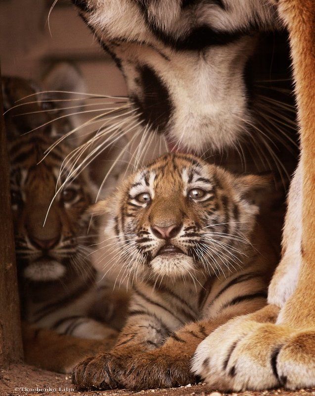 Мелкийphoto preview