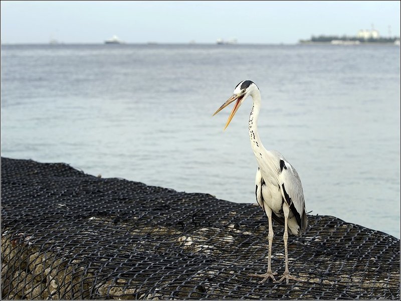 Элизабет (Elizabeth)photo preview