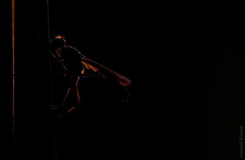 оса, аммофила, утро, сон, рассвет photo preview