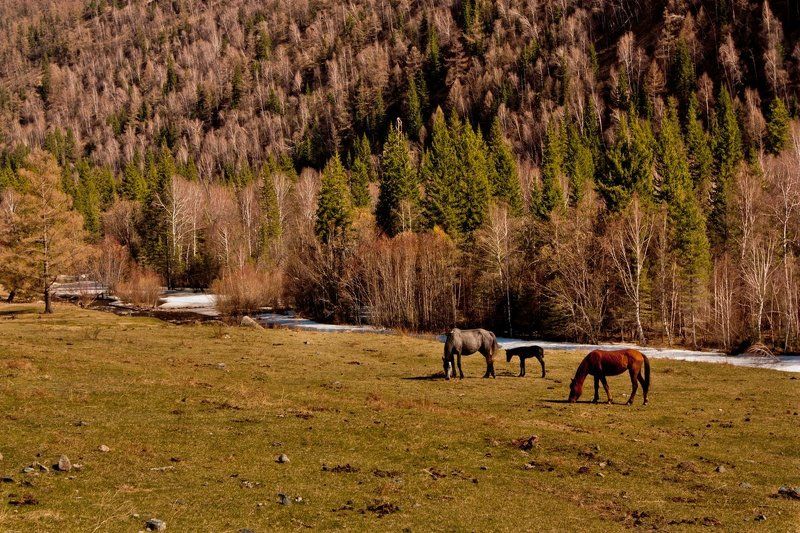 лошади, алтай. photo preview