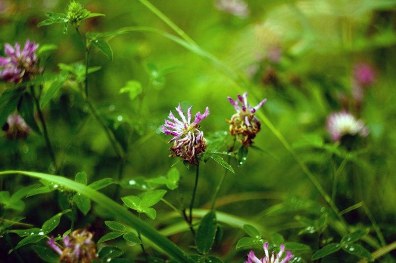 трава, лес, цветы photo preview