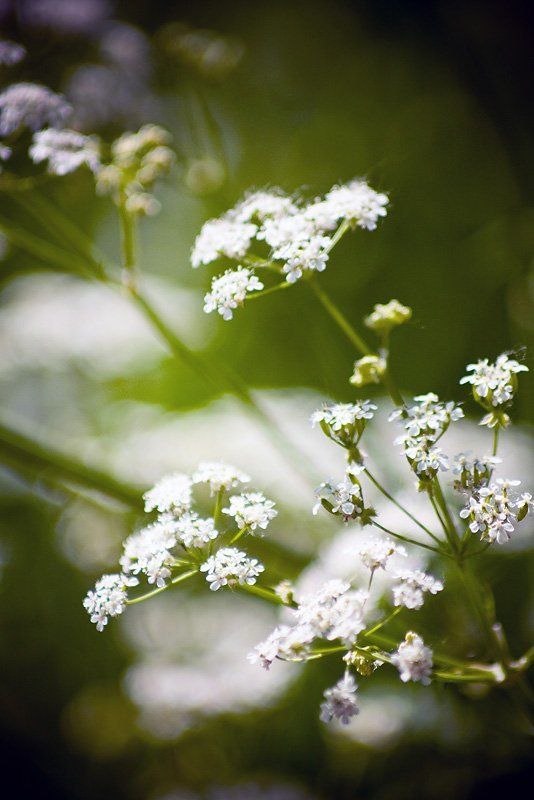 суздаль photo preview