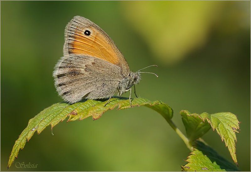 лето, бабочка, макро, насекомые, coenonympha pamphilus, сенница обыкновенная Сенница обыкновеннаяphoto preview