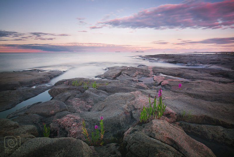 ладога, ладожское, озеро, карелия, пейзаж, камни, цветы, берег, небо, закат photo preview