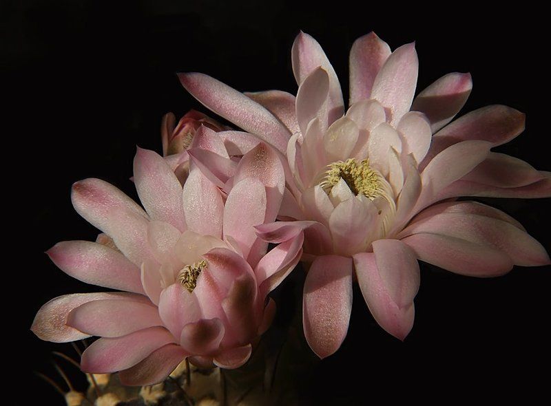 кактус, цветы photo preview