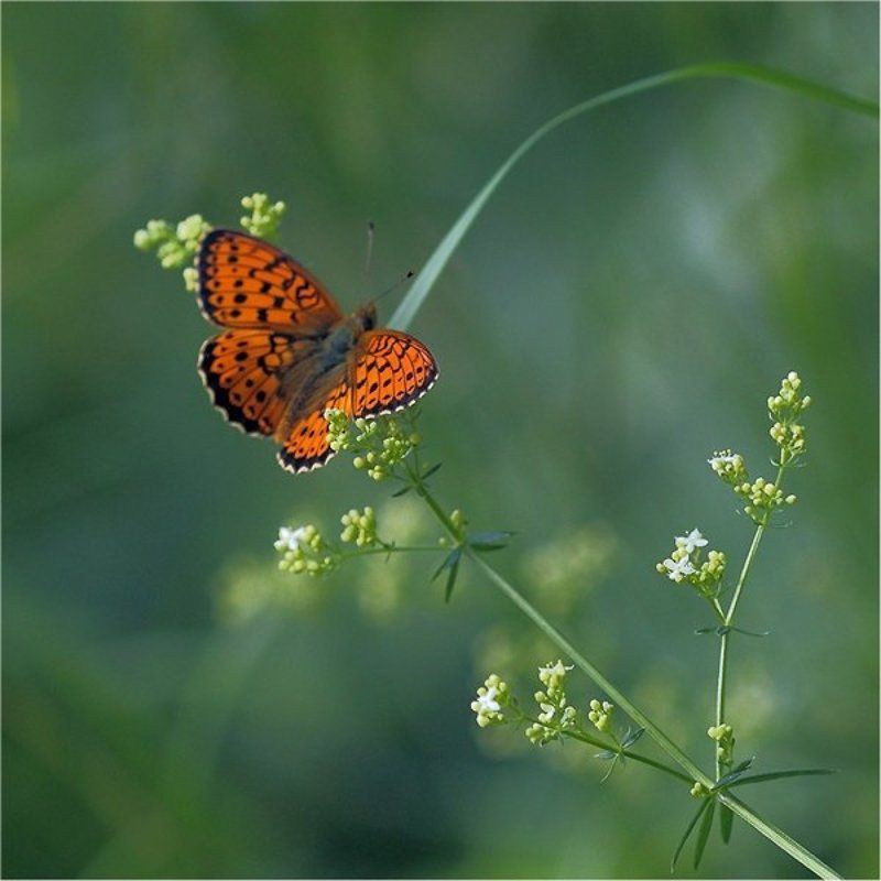 , природа, бабочка  фото превью