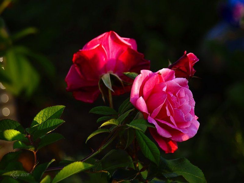 rare, raisa rare, розы, лето, розовые Розовые розы.photo preview