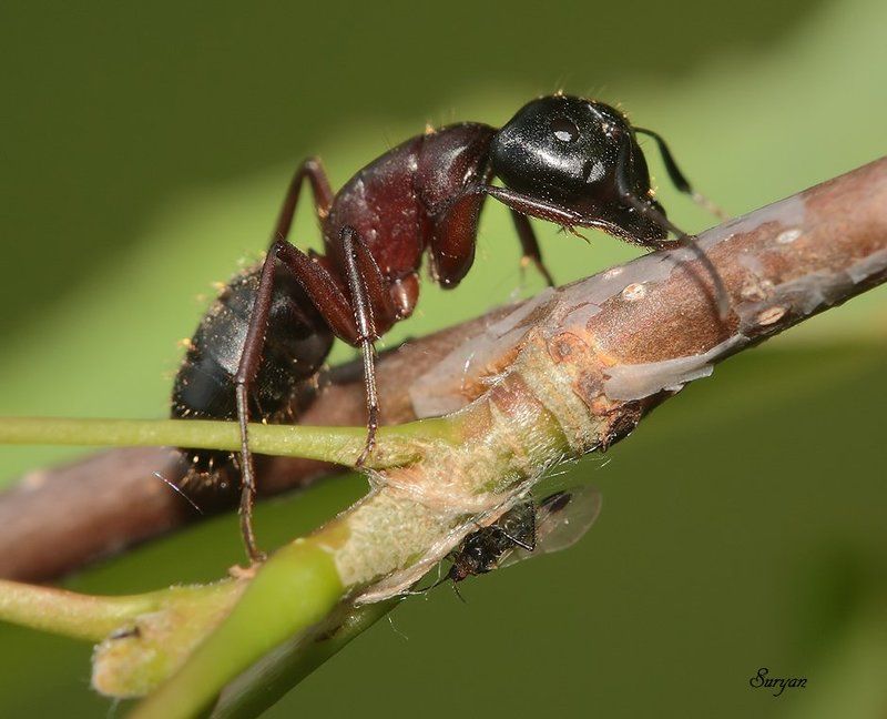 тля, муравей, лето  фото превью