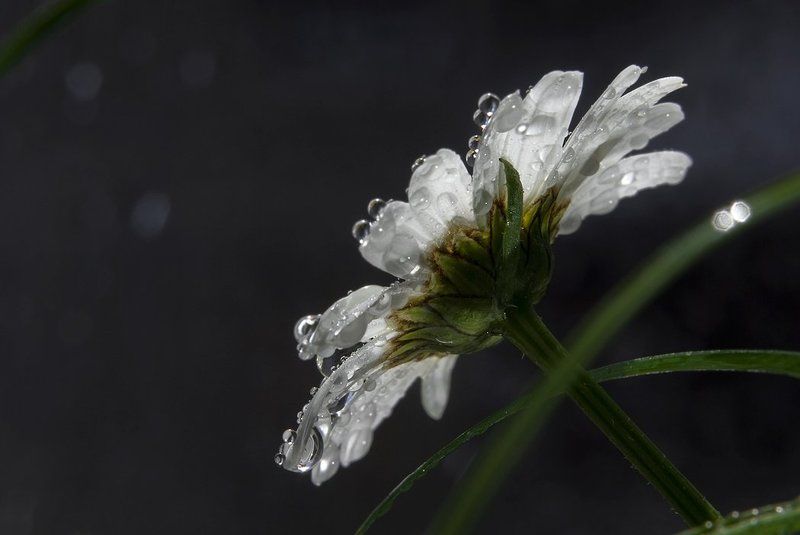 Ромашковая прощальнаяphoto preview