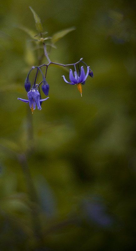 луг., синь, цвток, вечер photo preview