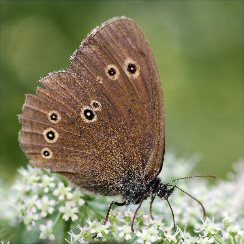 На лугу пасется.... Автор: КарОл бабочка, КарОл