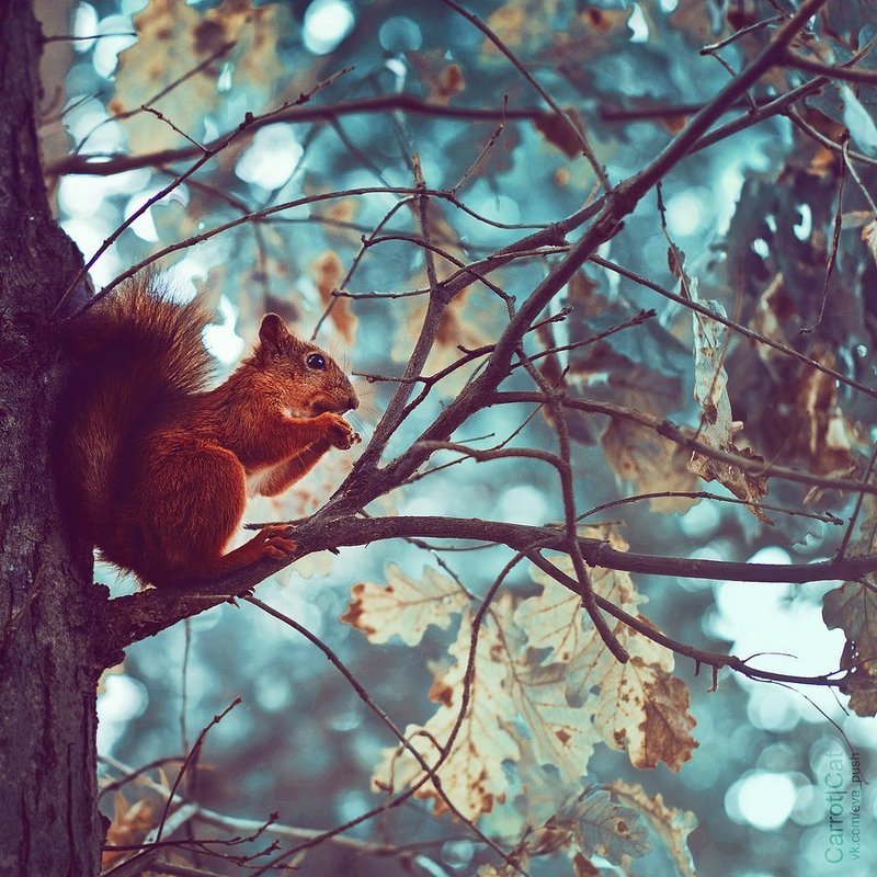 carrotcat, squirrel photo preview