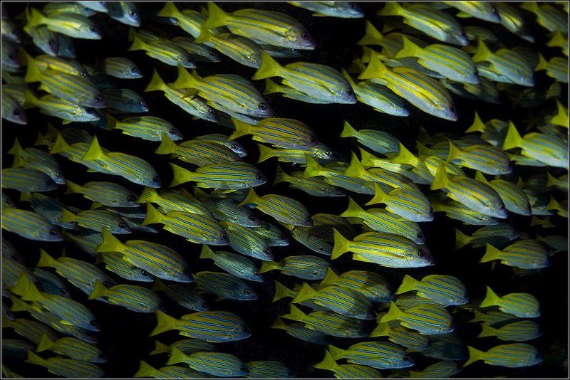 Побег полосатиковphoto preview