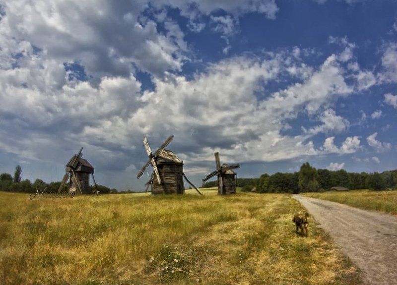 пирогово, киев, мельницы, лето, дорога, собака photo preview