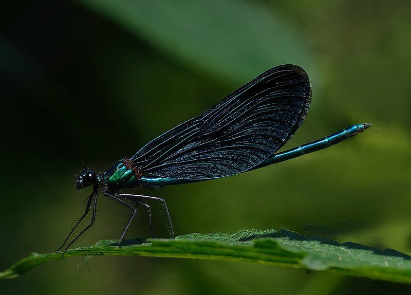 стрекоза, красотка-девушка photo preview