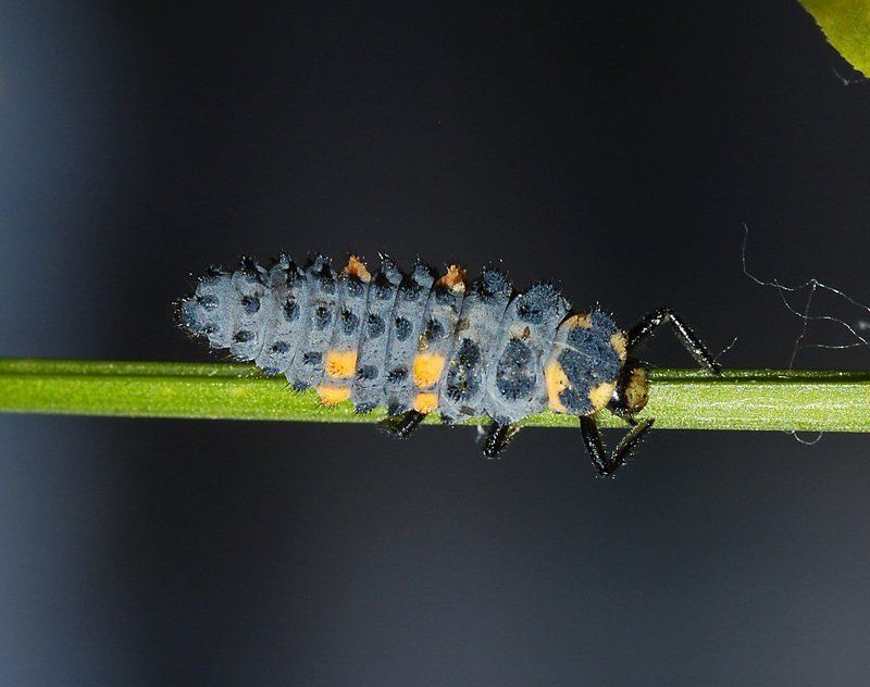 божья, коровка photo preview