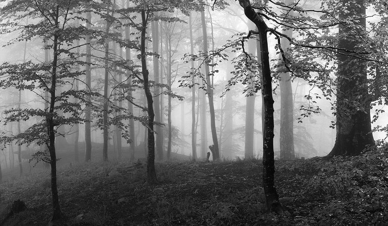 карпаты, боржава  фото превью