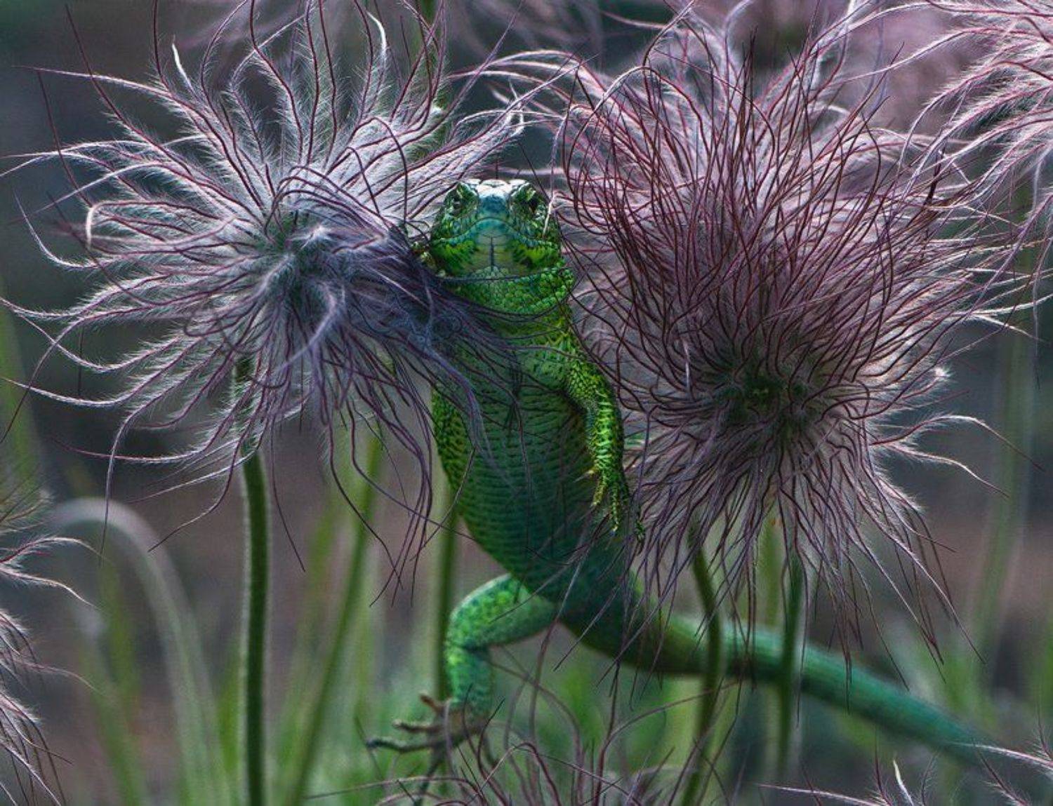 ящерица, Татьяна Аверина