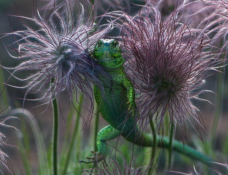 ящерица photo preview