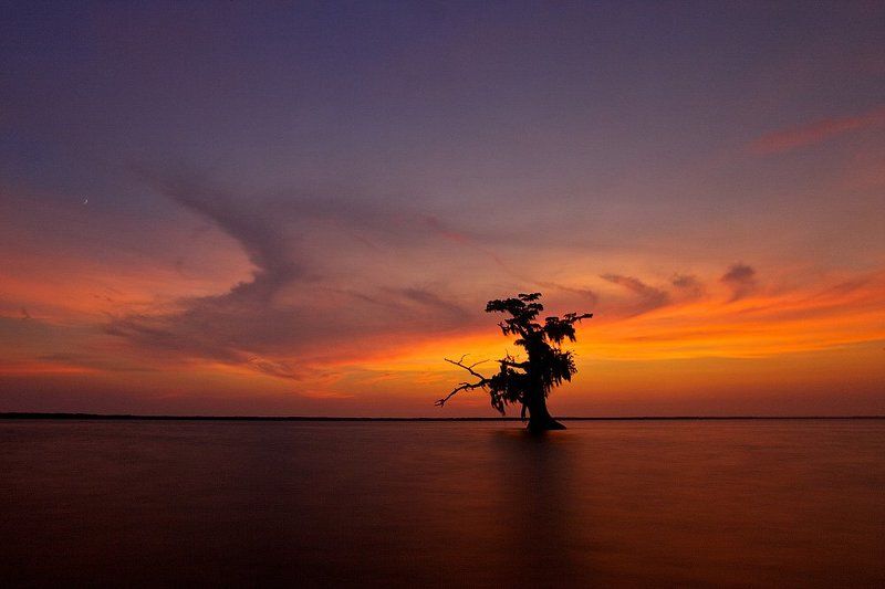 louisiana, lake, tree, swaps, sunset  фото превью