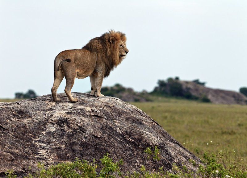 африка, тазания, серенгети, лев, копии Хозяин саванны. фото превью