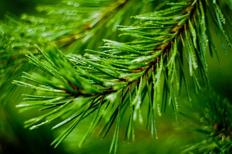 зелень, ель, лес,  photo preview